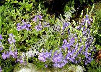 Veronica prostrata L. (Veronica teucrium L. var. prostrata (L.) Spen., Veronicastrum prostratum (L.) Opiz)