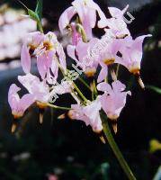 Dodecatheon meadia (Dodecatheon meadia L.)