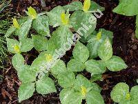 Trillium luteum (Trillium luteum (Muhl.) Harb., Trillium sessile var. luteum Muhl.)