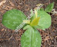 Trillium luteum (Trillium luteum (Muhl.) Harb., Trillium sessile var. luteum Muhl.)