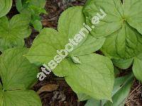 Trillium luteum (Trillium luteum (Muhl.) Harb., Trillium sessile var. luteum Muhl.)