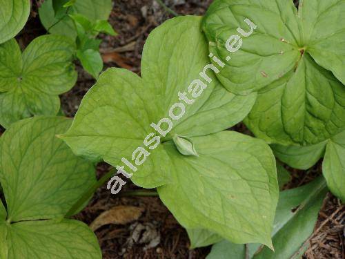 Trillium luteum (Trillium luteum (Muhl.) Harb., Trillium sessile var. luteum Muhl.)