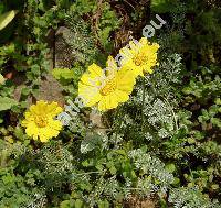 Anthemis marschalliana (Anthemis marschalliana Willd., Anthemis biebersteiniana (Adam) K. Koch., Anthemis biebersteiniana Boiss.)