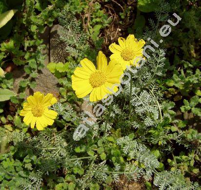 Anthemis marschalliana (Anthemis marschalliana Willd., Anthemis biebersteiniana (Adam) K. Koch., Anthemis biebersteiniana Boiss.)