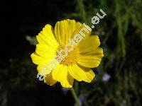 Anthemis marschalliana (Anthemis marschalliana Willd., Anthemis biebersteiniana (Adam) K. Koch., Anthemis biebersteiniana Boiss.)