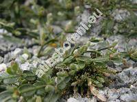 Genista sagittalis L. (Genistella sagittalis (L.) Gams, Chamaespartium sagittale (L.) Gibbs, Cytisus sagittalis, Telinaria sagittalis (L.) C. Presl)