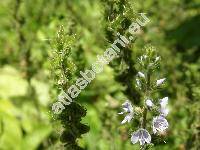 Veronica officinalis L.