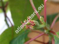 Euphorbia pulcherrima Willd. (Poinsettia pulcherrima Grah., Tithymalus)