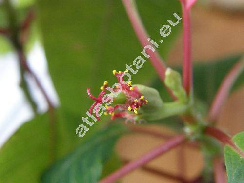 Euphorbia pulcherrima Willd. (Poinsettia pulcherrima Grah., Tithymalus)