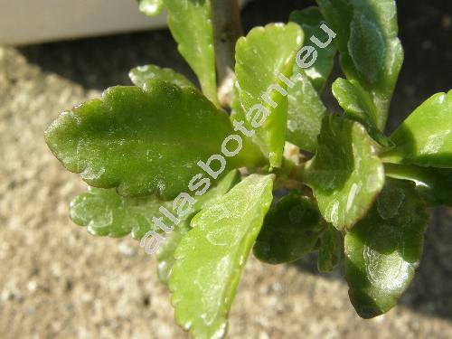 Kalanchoe manginii 'Wendy' (Bryophyllum manginii)