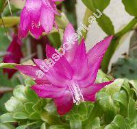 Schlumbergera truncata (Haw.) Moran (Zygocactus truncatus (Haw.) K. Schum., Epiphyllum truncatum Haw.)