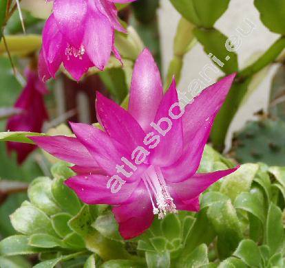 Schlumbergera truncata (Haw.) Moran (Zygocactus truncatus (Haw.) K. Schum., Epiphyllum truncatum Haw.)