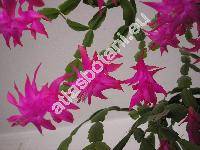 Schlumbergera truncata (Haw.) Moran (Zygocactus truncatus (Haw.) K. Schum., Epiphyllum truncatum Haw.)