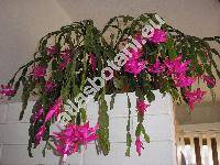 Schlumbergera truncata (Haw.) Moran (Zygocactus truncatus (Haw.) K. Schum., Epiphyllum truncatum Haw.)