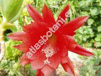 Epiphyllum 'Ignescens' (Phyllocactus)