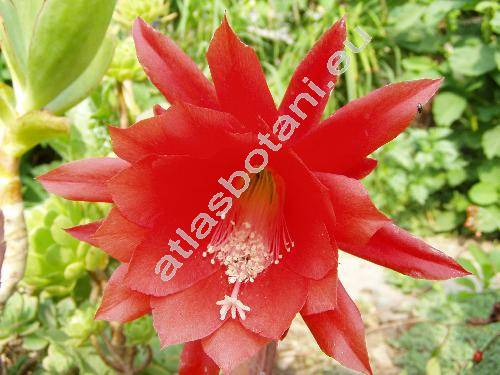 Epiphyllum 'Ignescens' (Phyllocactus)