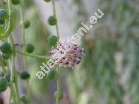 Senecio rowleyanus (Senecio rowleyanus Jakobs.)