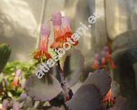 Kalanchoe fedtschenkoi (Kalanchoe fedtschenkoi Raym.-Hamet et Perrier, Bryophyllum fedtschenkoi)