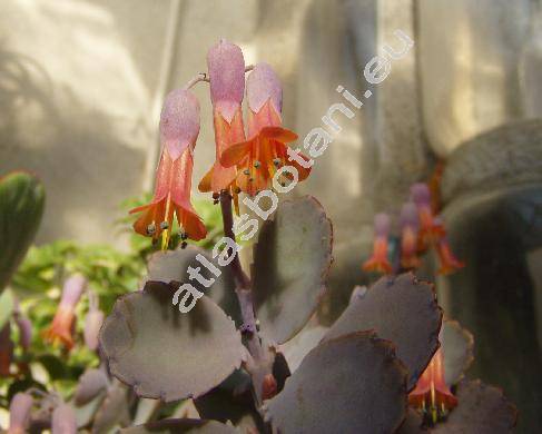 Kalanchoe fedtschenkoi (Kalanchoe fedtschenkoi Raym.-Hamet et Perrier, Bryophyllum fedtschenkoi)