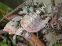 Kalanchoe fedtschenkoi (Kalanchoe fedtschenkoi Raym.-Hamet et Perrier, Bryophyllum fedtschenkoi)