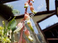 Gasteria disticha