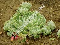 Echeveria elegans (Echeveria elegans Rose, Echeveria albicans Walth.)