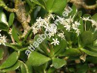 Crassula ovata (Crassula ovata (Mill.) Druce, Crassula portulacea Lam., Crassula obliqua Ait.)