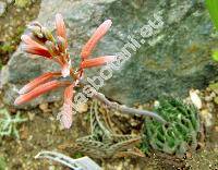 Aloe aristata (Aloe aristata Haw., Aristaloe, Tulista aristata)