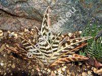 Aloe variegata (Aloe variegata L., Gonialoe variegata)