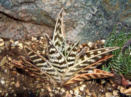 Aloe variegata (Aloe variegata L., Gonialoe variegata)
