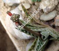 Aloe variegata (Aloe variegata L., Gonialoe variegata)