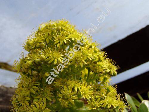 Aeonium arboreum (Aeonium arboreum Webb et Berthel.)