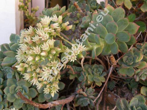 Aeonium haworthii