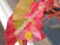 Begonia corallina (Begonia corallina Carr.)