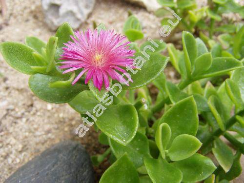 Aptenia cordifolia (Aptenia cordifolia L. f.) Schwante, Mesembryanthemum cordifolium L.)