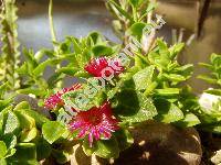 Aptenia cordifolia (Aptenia cordifolia L. f.) Schwante, Mesembryanthemum cordifolium L.)