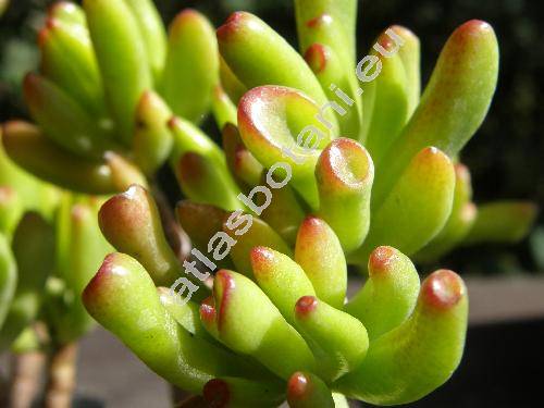 Crassula ovata 'Monstrosa'