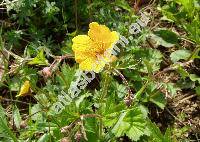 Geum montanum L. (Sieversia montana (L.) R. Br., Parageum montanum (L.) Hara)