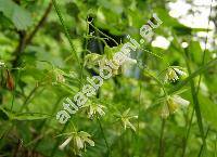 Stellaria holostea L.