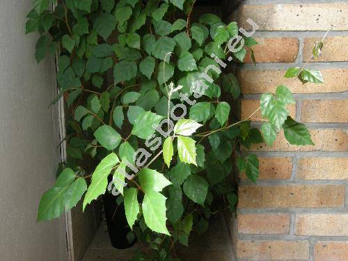 Cissus rhombifolia Vahl. (Rhoicissus rhomboidea Planch.)