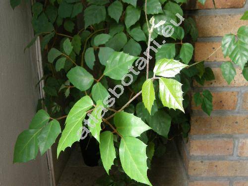 Bistorta major S. F. Gray (Polygonum bistorta L., Bistorta officinalis Delarbre)