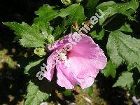 Hibiscus syriacus L. 'Violaceus' (Ketmia syriaca (L.) Scop., Ketmia arborea Moench)