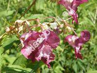 Impatiens glandulifera (Impatiens glandulifera (Royle) Ser., Impatiens roylei Walp., Balsamina)