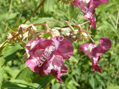 Impatiens glandulifera (Impatiens glandulifera (Royle) Ser., Impatiens roylei Walp., Balsamina)