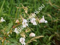 Impatiens glandulifera (Impatiens glandulifera (Royle) Ser., Impatiens roylei Walp., Balsamina)