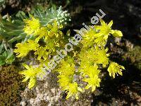 Sedum reflexum L. (Sedum rupestre auct., Petrosedum reflexum (L.) Grulich)