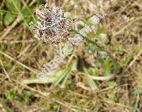 Muscari comosum (L.) Mill. (Leopoldia comosa (L.) Mill., Hyacinthus comosus L.)
