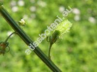 Reseda lutea L.