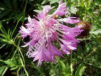 Centaurea dealbata Willd. (Psephellus dealbatus (Willd.) Koch)