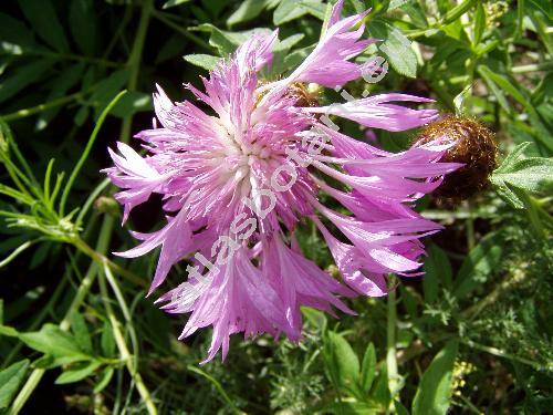 Centaurea dealbata Willd. (Psephellus dealbatus (Willd.) Koch)